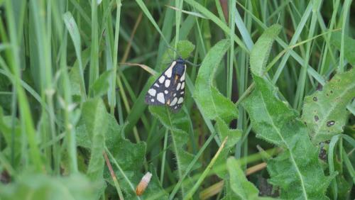 Arctia villica